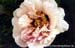 Rockii Peony: FEN DIE